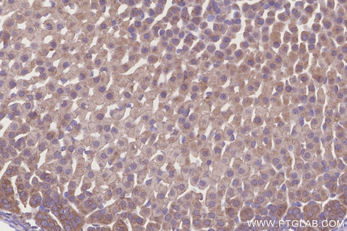 Immunohistochemistry (IHC) staining of mouse adrenal gland tissue using RNF144B/IBRDC2 Polyclonal antibody (26306-1-AP)