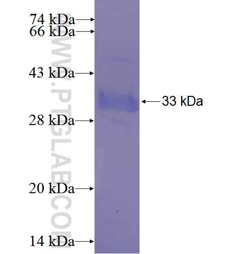 RNF144B fusion protein Ag23679 SDS-PAGE