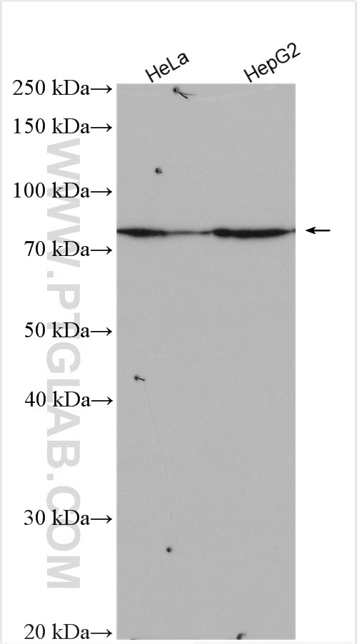 Western Blot (WB) analysis of various lysates using RNF145 Polyclonal antibody (24524-1-AP)
