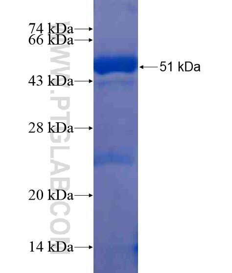 RNF145 fusion protein Ag21463 SDS-PAGE