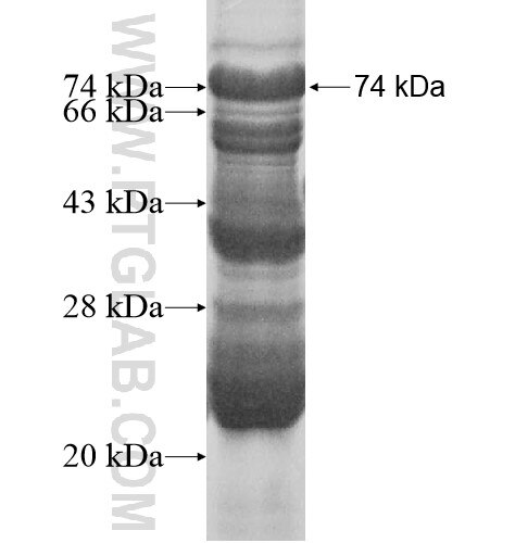 RNF146 fusion protein Ag14942 SDS-PAGE