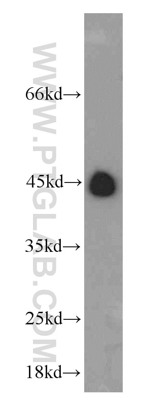 Western Blot (WB) analysis of mouse lung tissue using RNF150 Polyclonal antibody (21438-1-AP)