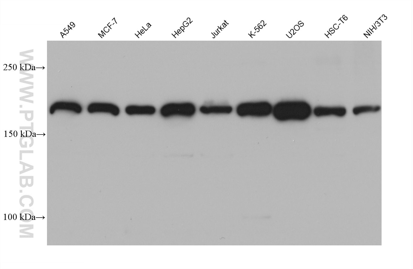 Western Blot (WB) analysis of various lysates using RNF160 Monoclonal antibody (68610-1-Ig)