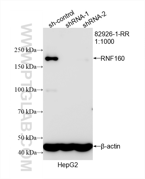 Western Blot (WB) analysis of HepG2 cells using RNF160 Recombinant antibody (82926-1-RR)