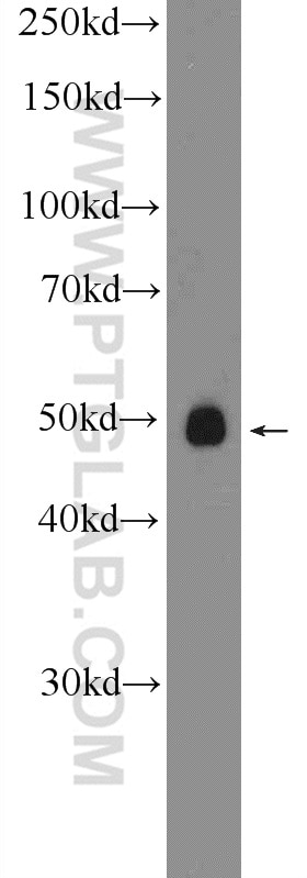 Western Blot (WB) analysis of SH-SY5Y cells using RNF167 Polyclonal antibody (24618-1-AP)