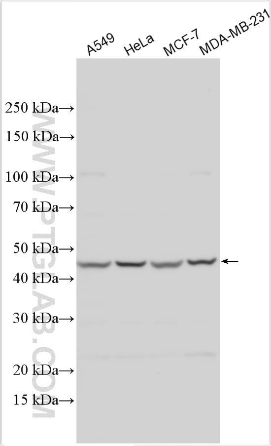 Western Blot (WB) analysis of various lysates using RNF167 Polyclonal antibody (24618-1-AP)