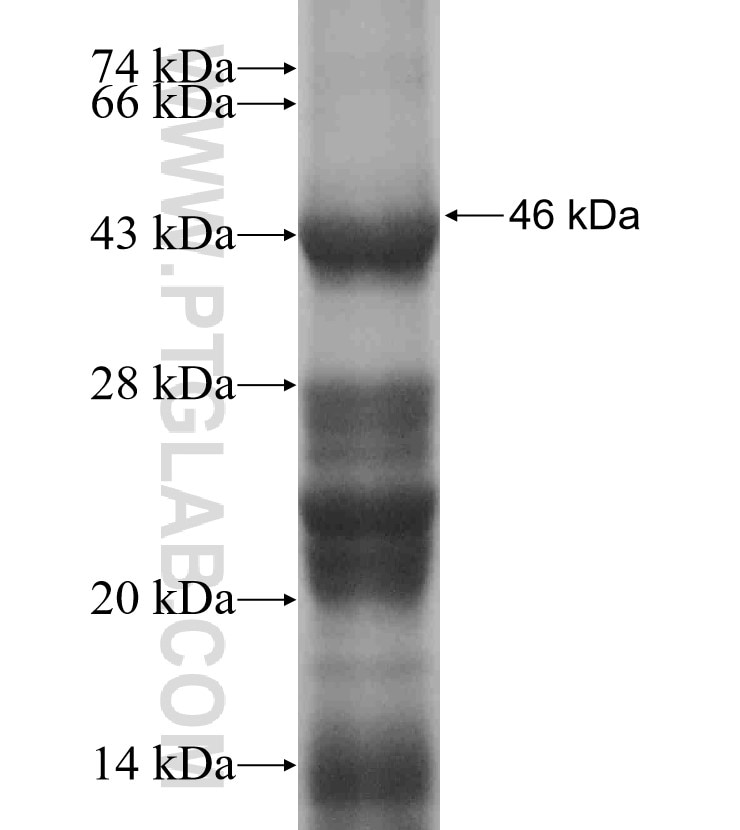 RNF167 fusion protein Ag18383 SDS-PAGE