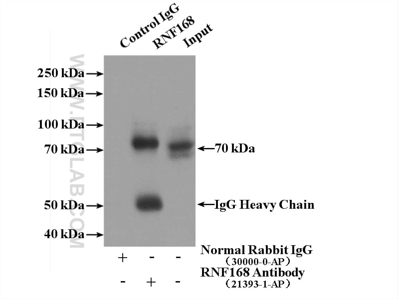 Immunoprecipitation (IP) experiment of HepG2 cells using RNF168 Polyclonal antibody (21393-1-AP)