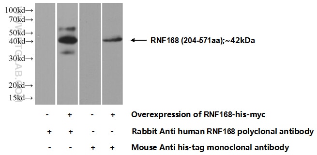 WB analysis of Transfected HEK-293 using 21393-1-AP