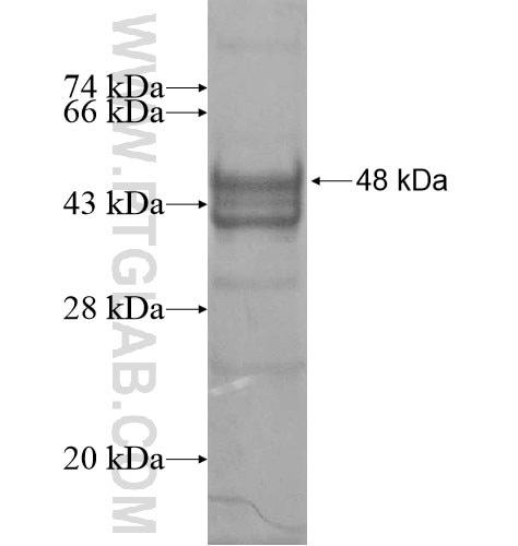 RNF168 fusion protein Ag15890 SDS-PAGE