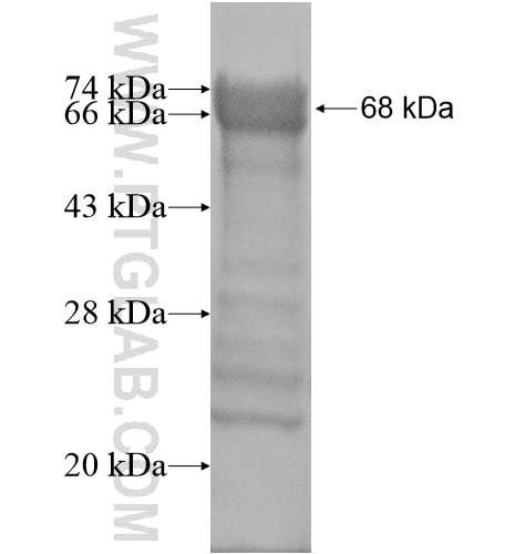 RNF168 fusion protein Ag16055 SDS-PAGE