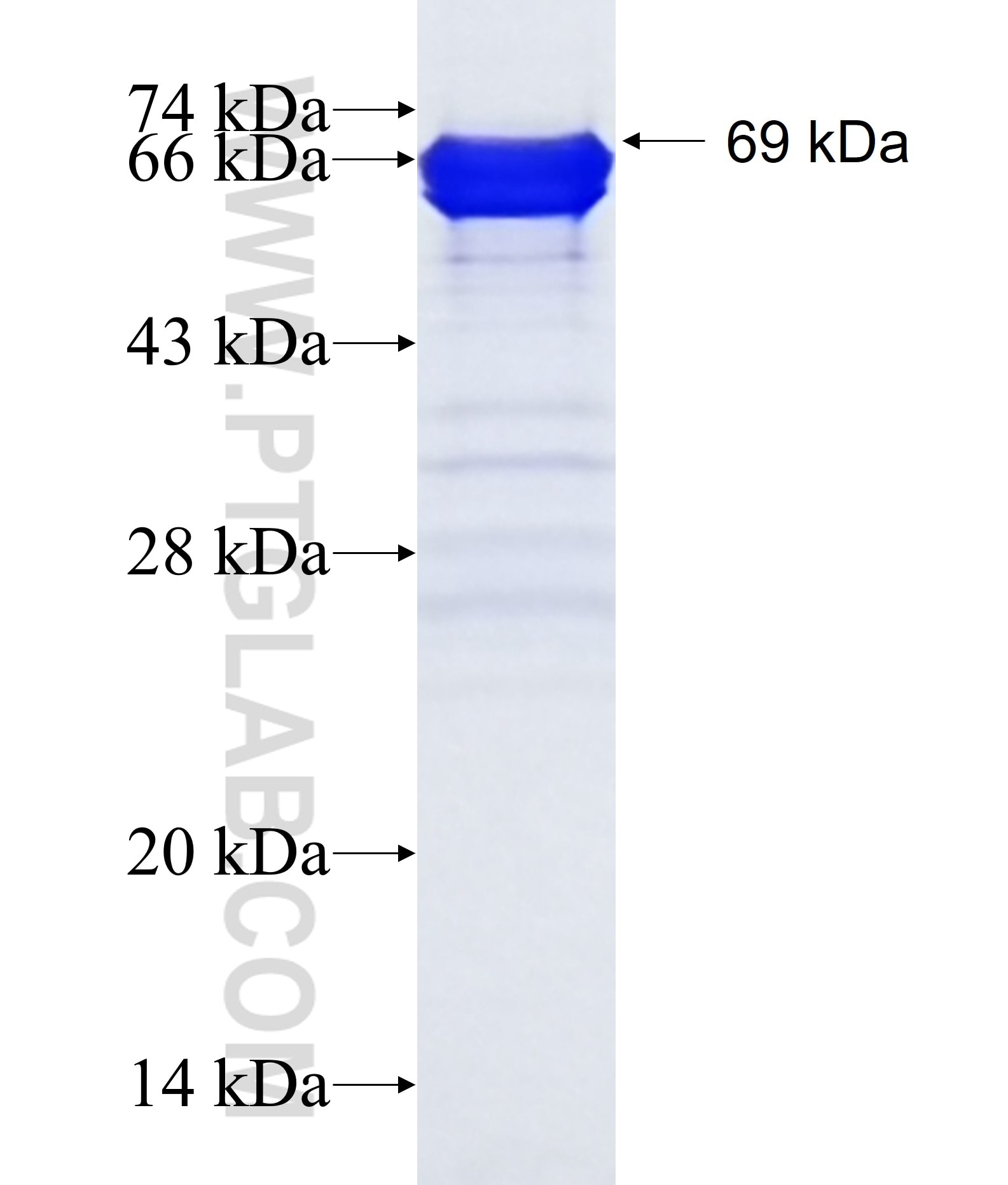 RNF168 fusion protein Ag16055 SDS-PAGE