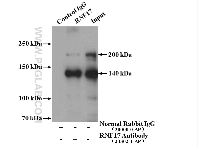 Immunoprecipitation (IP) experiment of mouse testis tissue using RNF17 Polyclonal antibody (24302-1-AP)