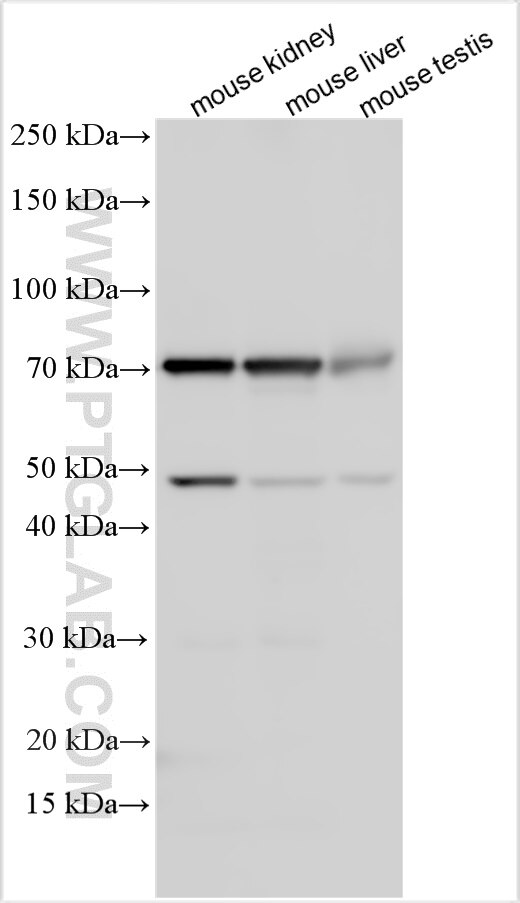 Western Blot (WB) analysis of various lysates using RNF180 Polyclonal antibody (30941-1-AP)