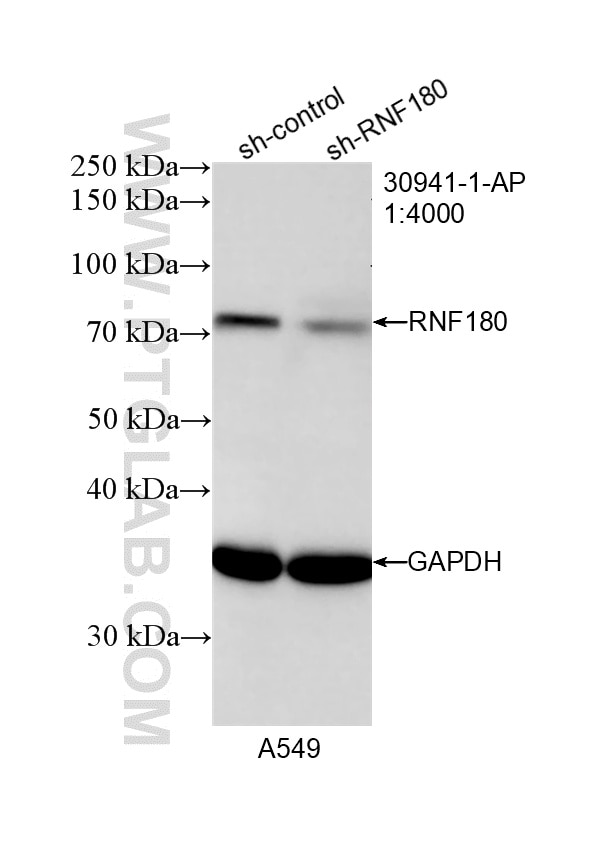Western Blot (WB) analysis of A549 cells using RNF180 Polyclonal antibody (30941-1-AP)