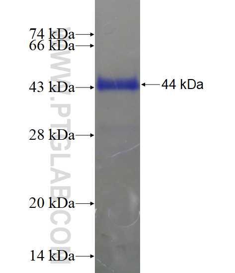 RNF181 fusion protein Ag14233 SDS-PAGE