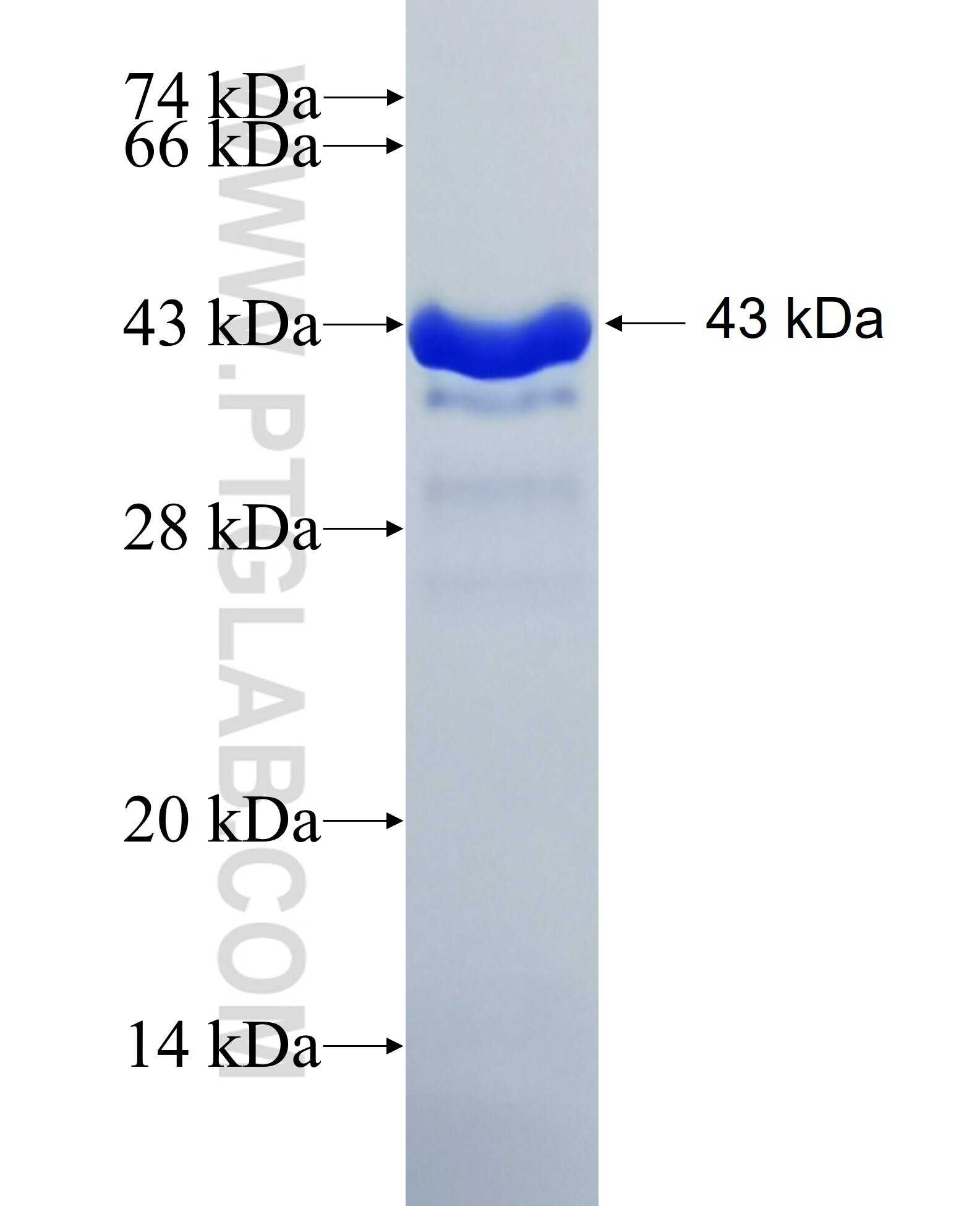 RNF181 fusion protein Ag14233 SDS-PAGE