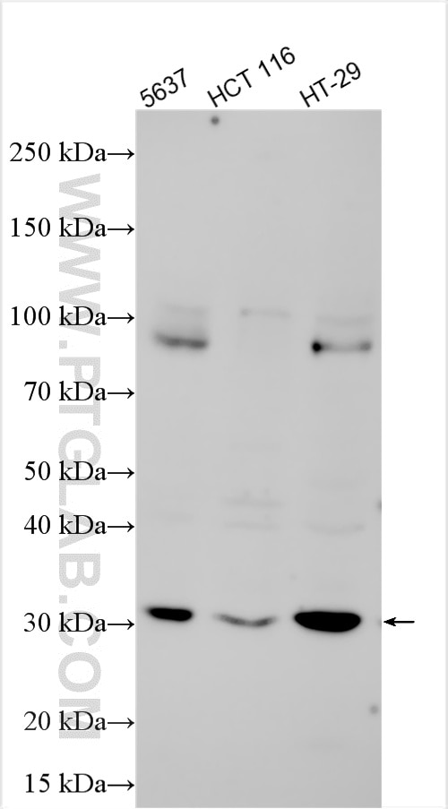 Western Blot (WB) analysis of various lysates using RNF183 Polyclonal antibody (32715-1-AP)