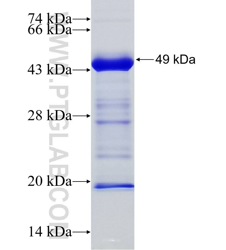 RNF19A fusion protein Ag33826 SDS-PAGE