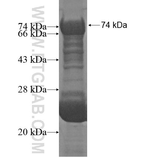 RNF19A fusion protein Ag12633 SDS-PAGE