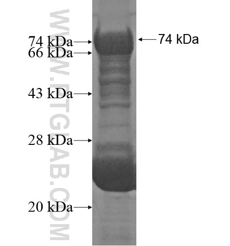 RNF19A fusion protein Ag12633 SDS-PAGE