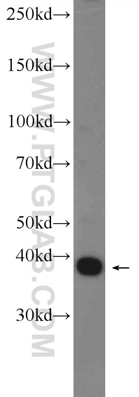 Western Blot (WB) analysis of NIH/3T3 cells using RNF2 Polyclonal antibody (16031-1-AP)