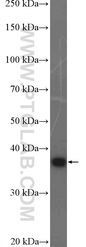 Western Blot (WB) analysis of K-562 cells using RNF2 Polyclonal antibody (16031-1-AP)