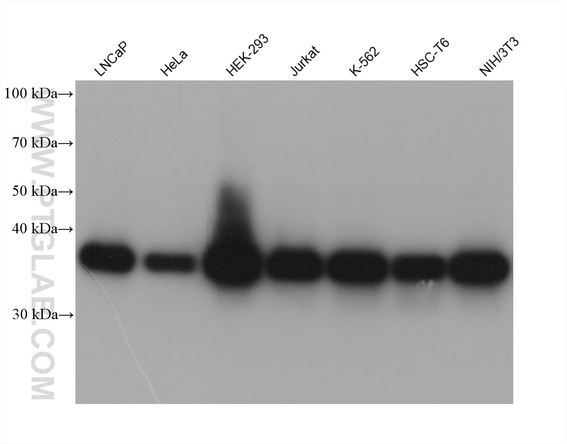 WB analysis using 61023-2-Ig Western Blot (WB) analysis of various lysates using RNF2 Monoclonal antibody (61023-2-Ig)