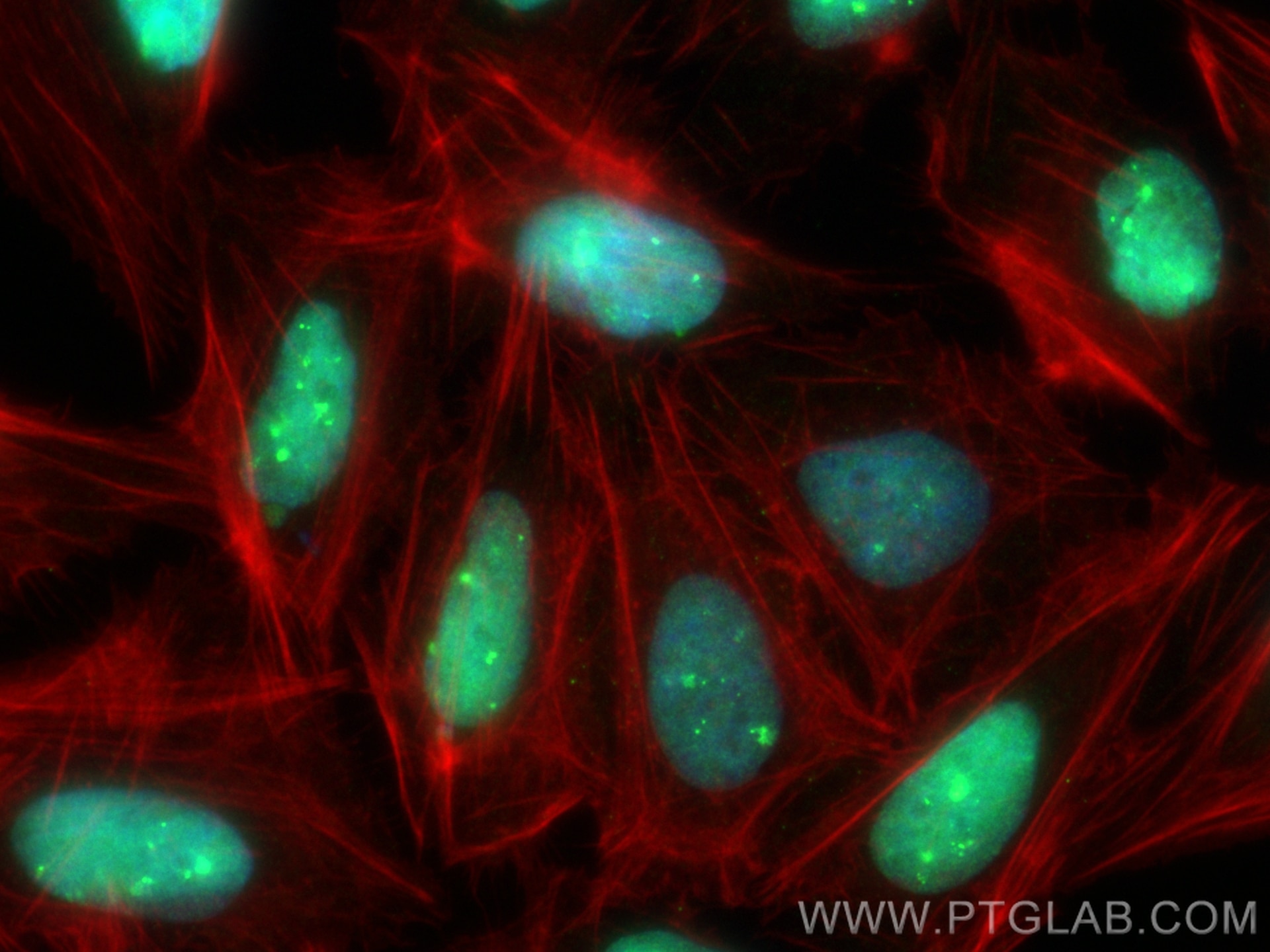 Immunofluorescence (IF) / fluorescent staining of U2OS cells using CoraLite® Plus 488-conjugated RNF2 Recombinant ant (CL488-84793-5)
