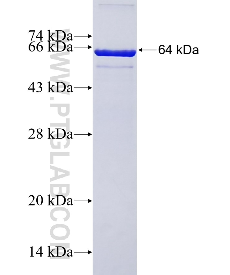 RNF2 fusion protein Ag8900 SDS-PAGE
