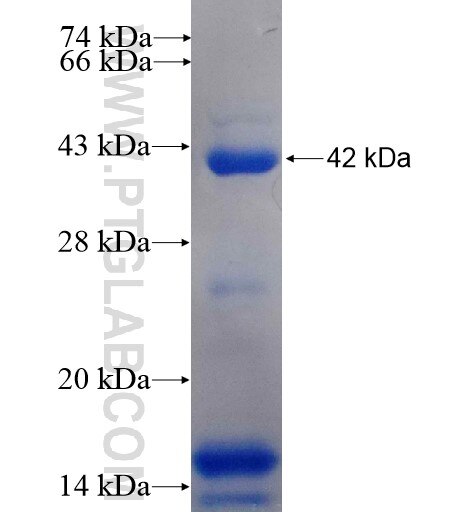 RNF2 fusion protein Ag9129 SDS-PAGE