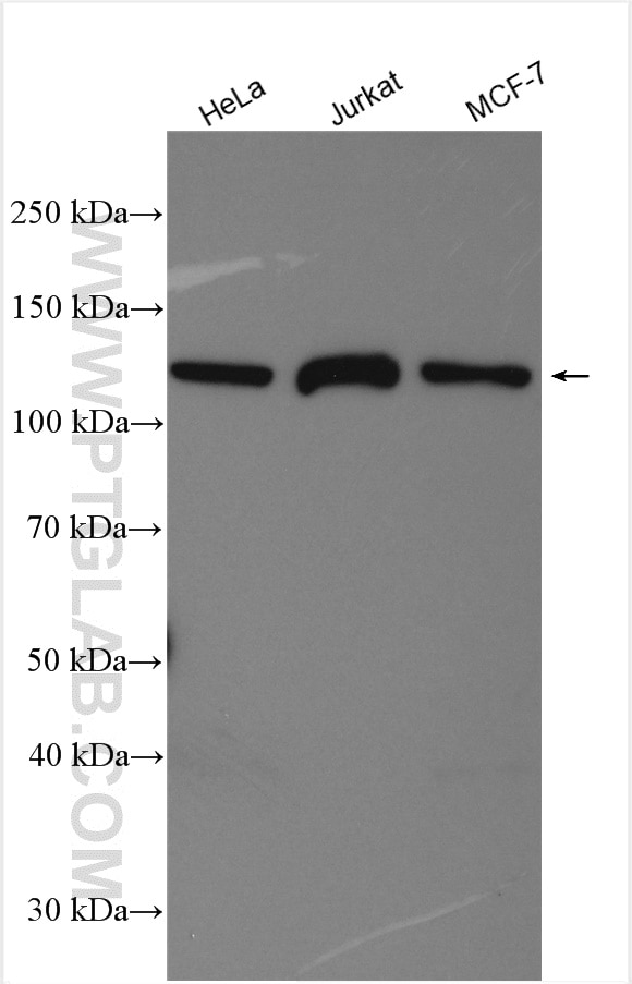 Western Blot (WB) analysis of various lysates using RNF20 Polyclonal antibody (21625-1-AP)