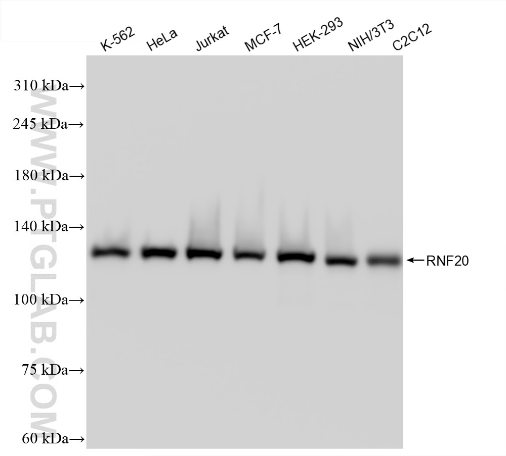 Western Blot (WB) analysis of various lysates using RNF20 Recombinant antibody (85630-6-RR)