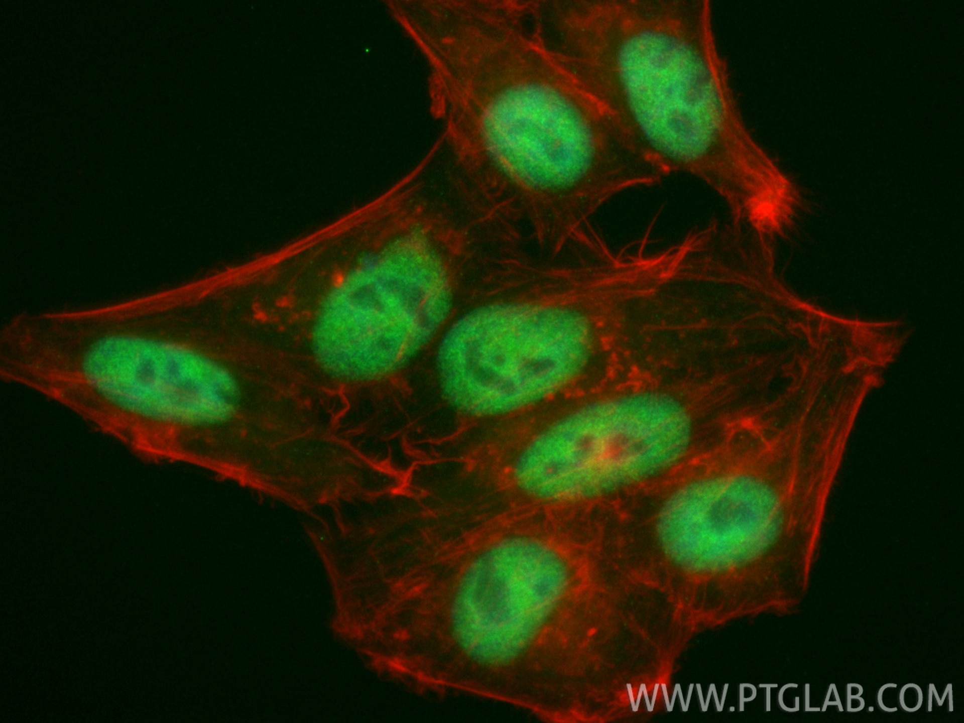 Immunofluorescent analysis of (4% PFA) fixed HepG2 cells using CoraLite® Plus 488 RNF20 antibody (CL488-85630-6, Clone: 243078G12 ) at dilution of 1:200, CL594-phalloidin (red). Immunofluorescence (IF) / fluorescent staining of HepG2 cells using CoraLite® Plus 488-conjugated RNF20 Recombinant mo (CL488-85630-6)