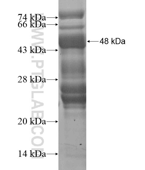 RNF208 fusion protein Ag20085 SDS-PAGE