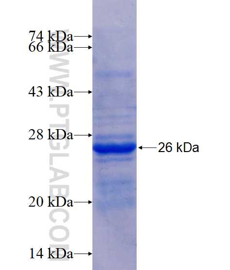 RNF212 fusion protein Ag15553 SDS-PAGE