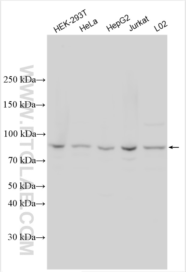 Western Blot (WB) analysis of various lysates using RNF214 Polyclonal antibody (32688-1-AP)