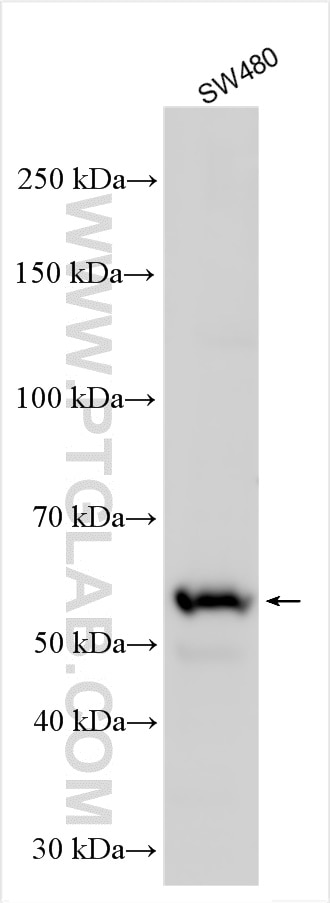 WB analysis of SW480 using 10185-1-AP