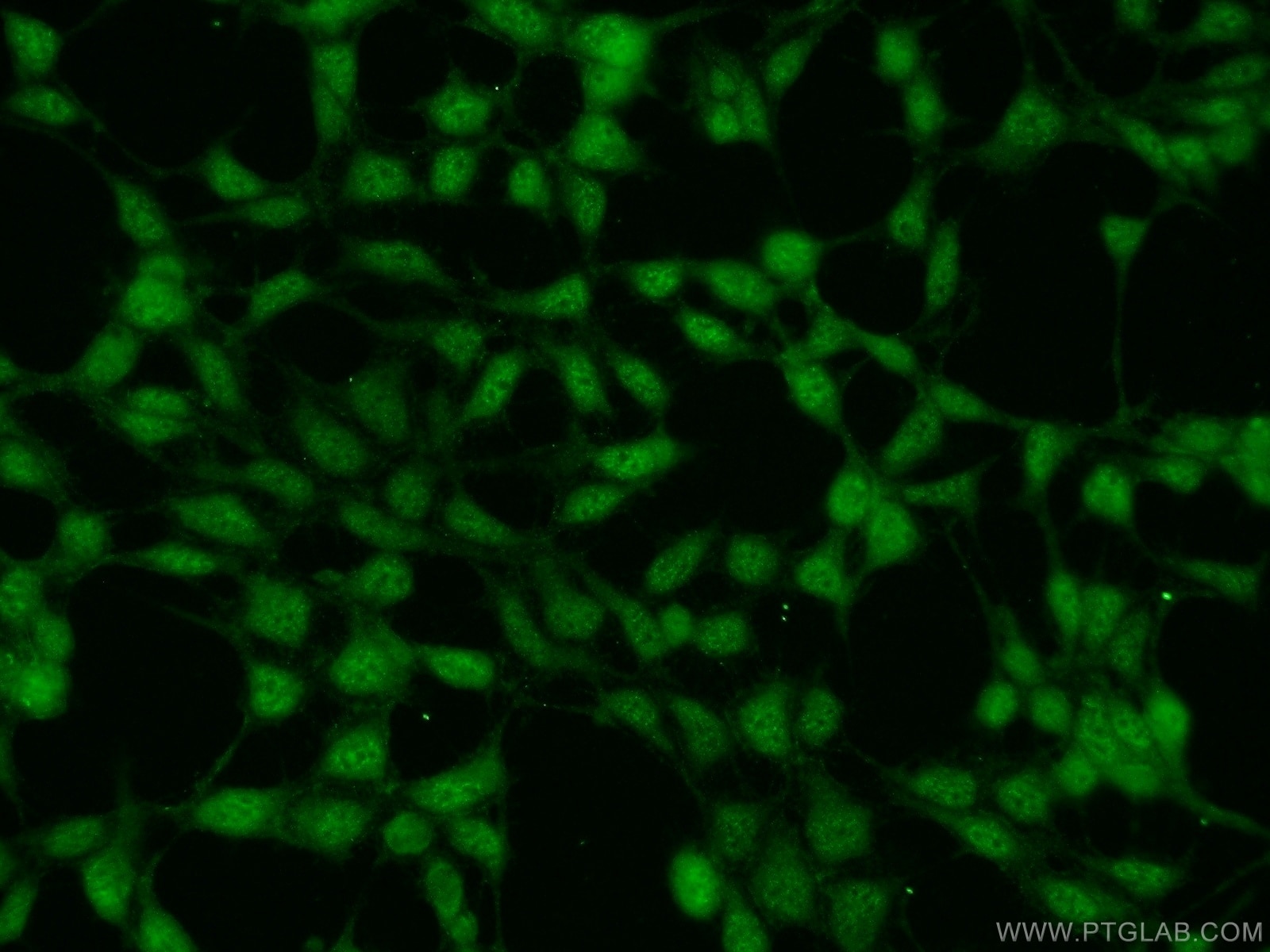 Immunofluorescence (IF) / fluorescent staining of HEK-293 cells using RNF219 Polyclonal antibody (24988-1-AP)
