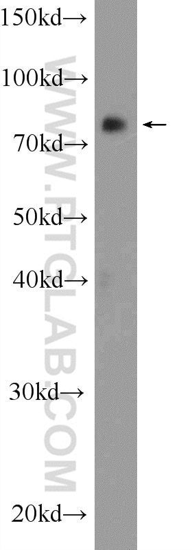 Western Blot (WB) analysis of HEK-293T cells using RNF219 Polyclonal antibody (24988-1-AP)