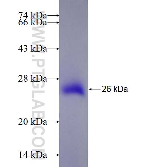 RNF219 fusion protein Ag21767 SDS-PAGE