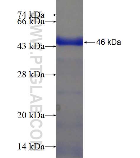 RNF25 fusion protein Ag21369 SDS-PAGE