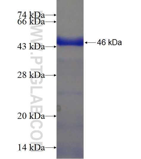 RNF25 fusion protein Ag21369 SDS-PAGE