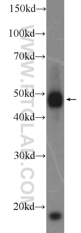 Western Blot (WB) analysis of HepG2 cells using RNF26 Polyclonal antibody (16802-1-AP)