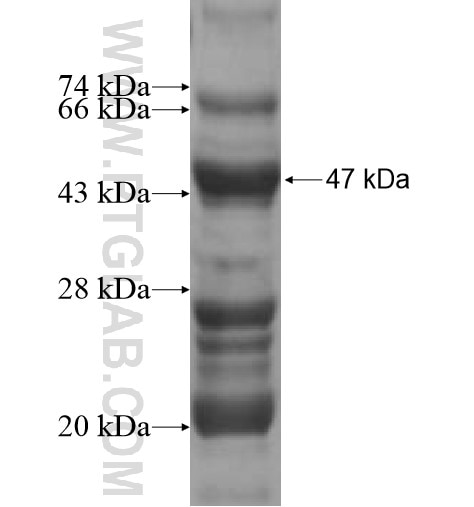 RNF26 fusion protein Ag10285 SDS-PAGE
