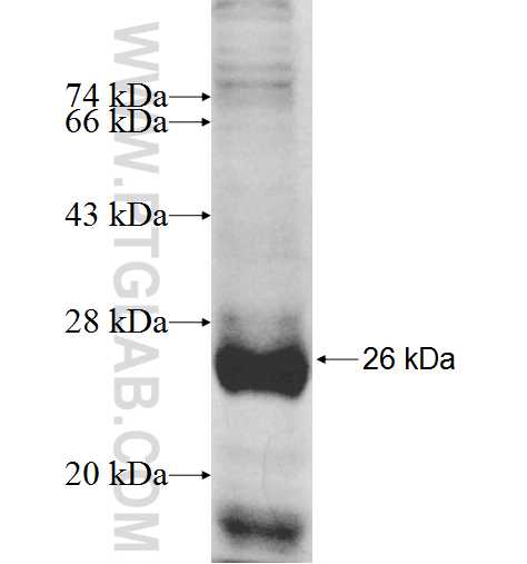 RNF26 fusion protein Ag9801 SDS-PAGE