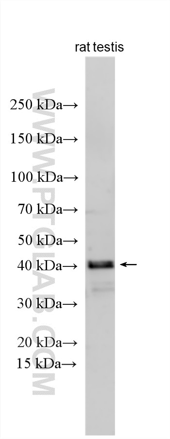 Western Blot (WB) analysis of various lysates using RNF32 Polyclonal antibody (17471-1-AP)