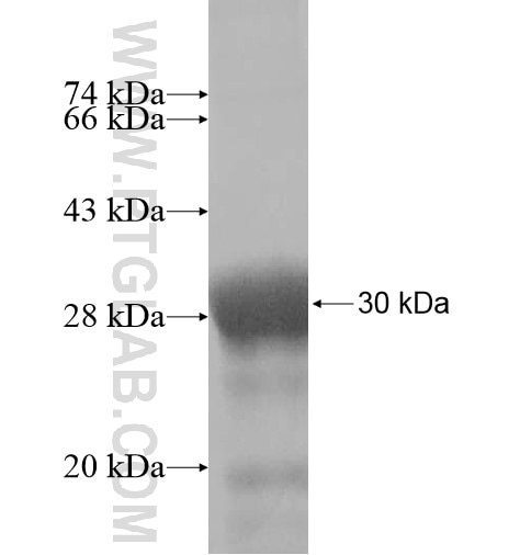 RNF32 fusion protein Ag11412 SDS-PAGE