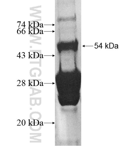 RNF32 fusion protein Ag11428 SDS-PAGE