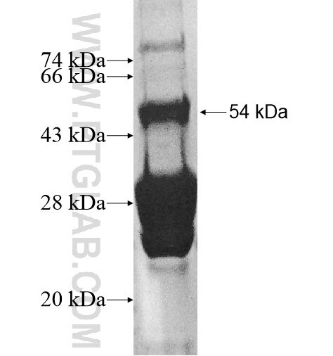 RNF32 fusion protein Ag11428 SDS-PAGE